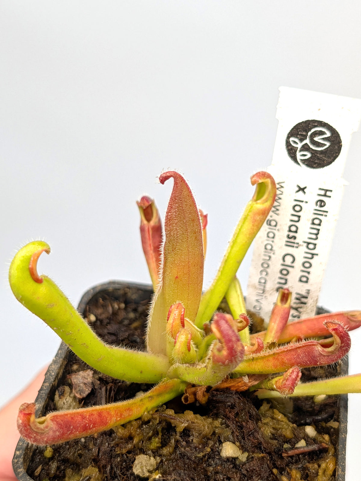 Heliamphora neblinae "Mysterious Giant" x ionasi