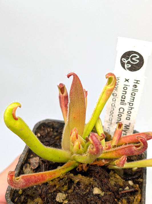 Heliamphora neblinae "Mysterious Giant" x ionasi