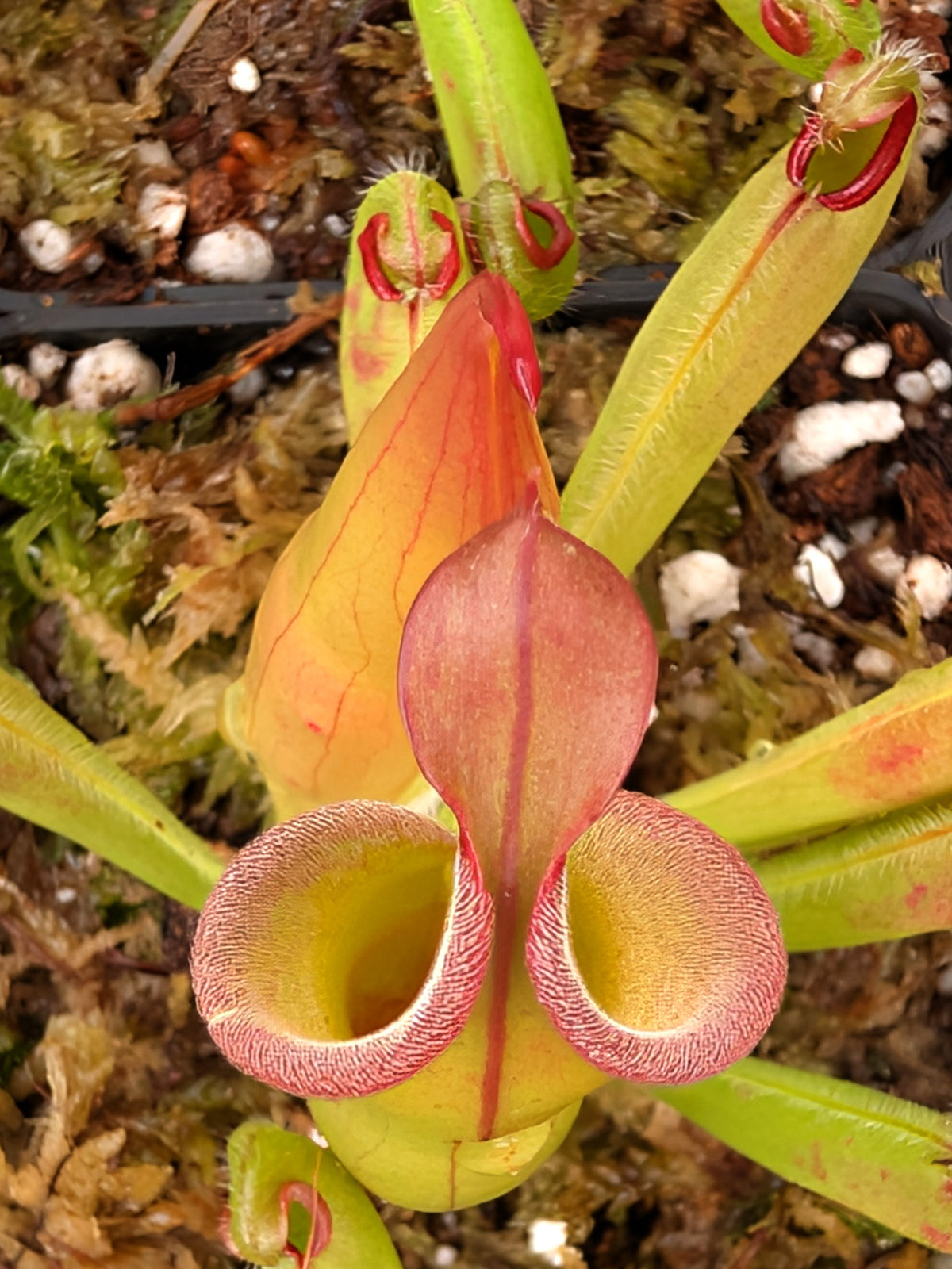 Heliamphora neblinae Cerro Neblina x Cerro Avispa