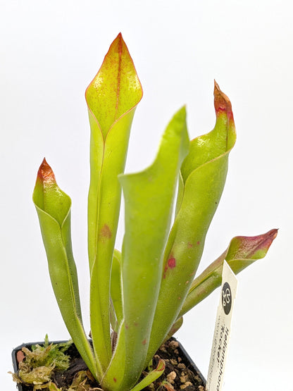 Heliamphora "Rocket"