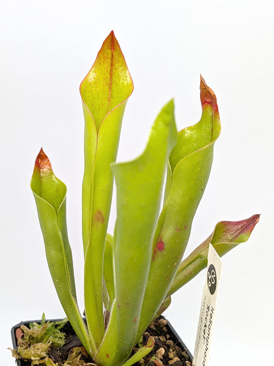 Heliamphora "Rocket"