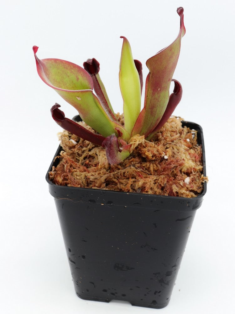 Heliamphora nutans Roraima tepui, Venezuela