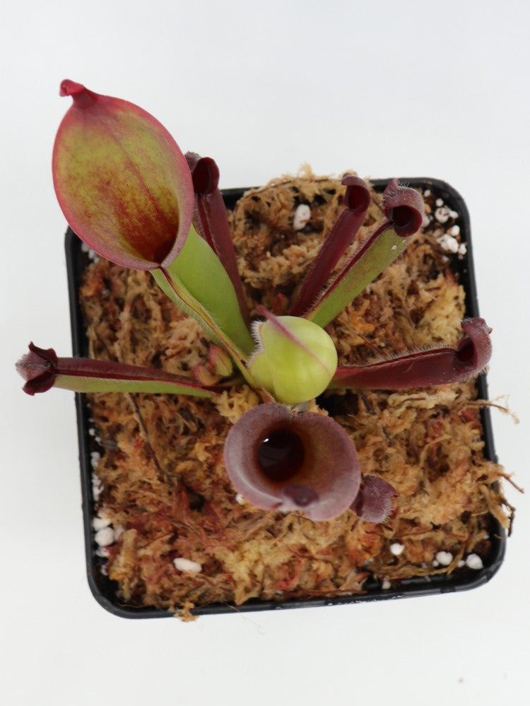 Heliamphora nutans Roraima tepui, Venezuela