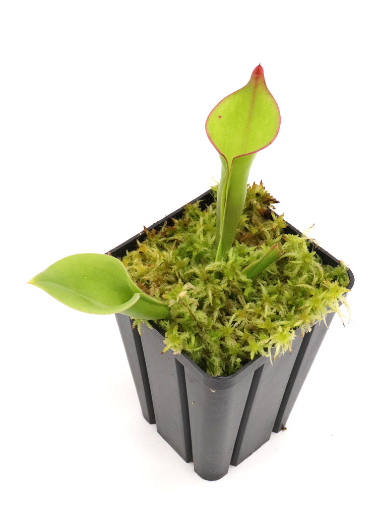 Heliamphora spec. Akopan New Species