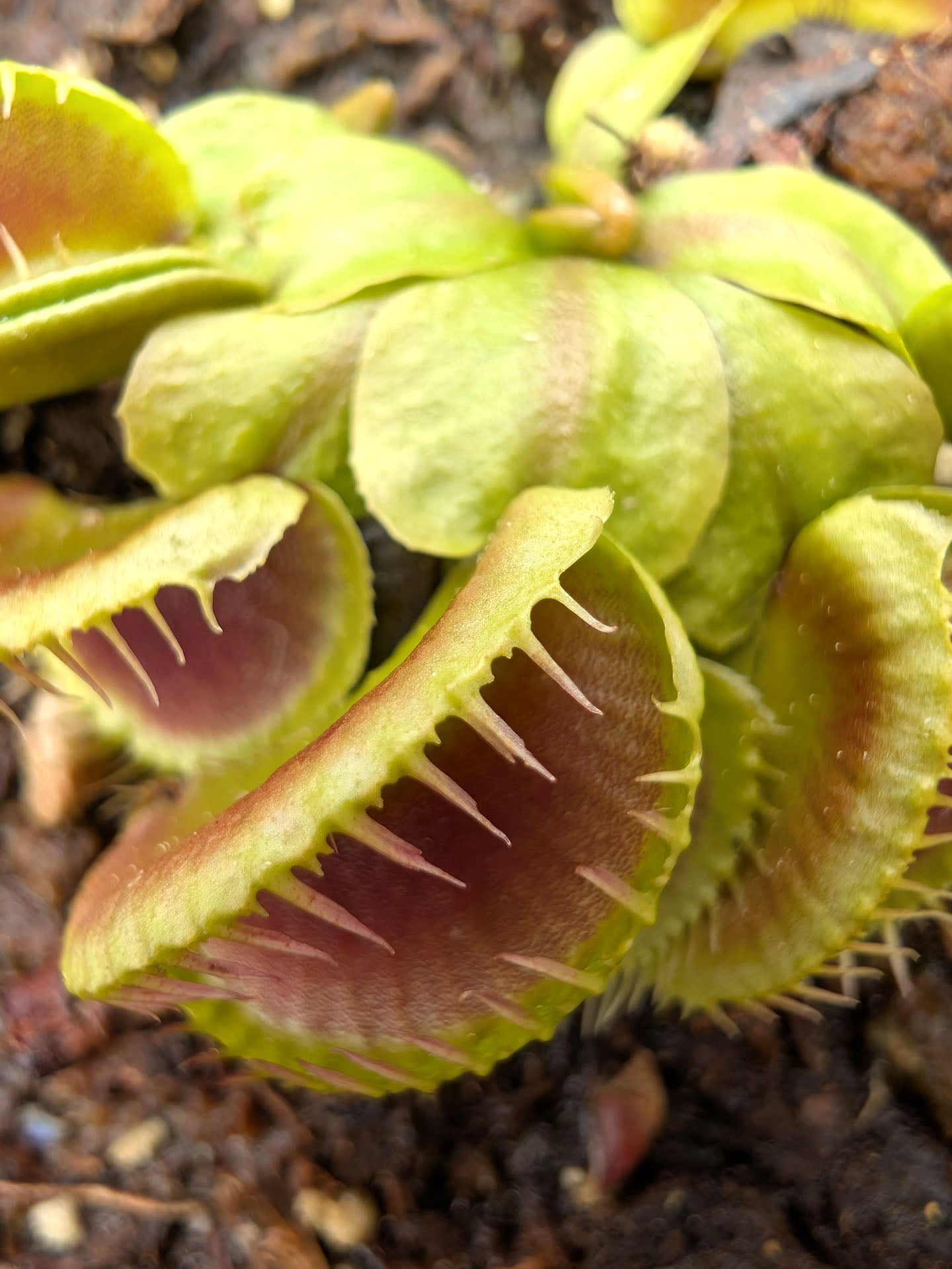 Dionaea muscipula GJ Hellcat
