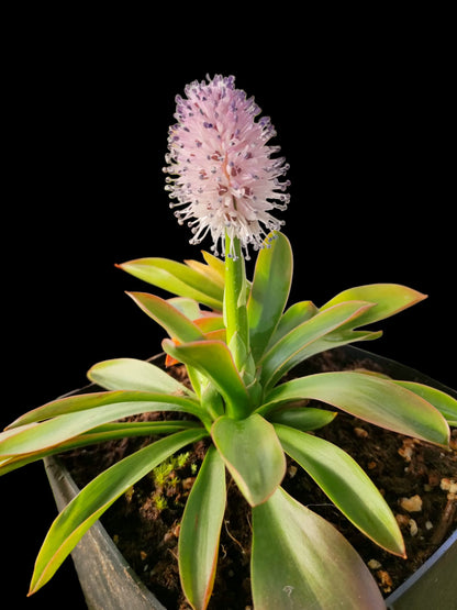 Helonias bullata