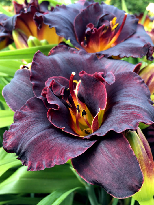 Hemerocallis 'Voodoo Dancer'