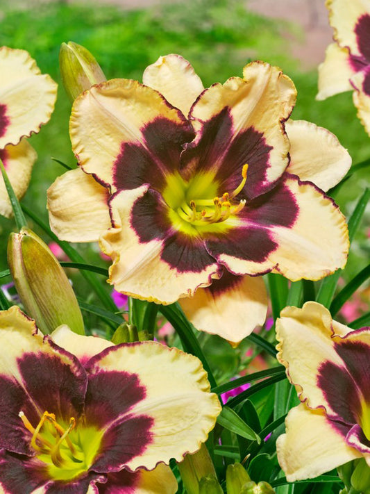 Hemerocallis 'Celebration of Angels'