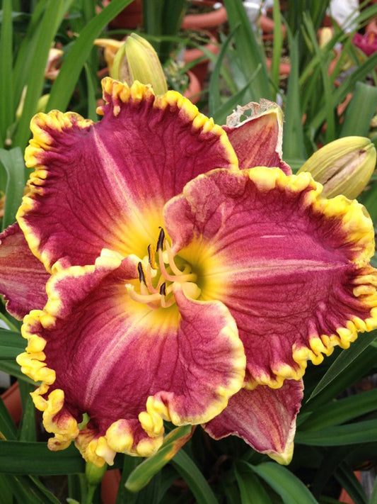 Hemerocallis 'Daria'