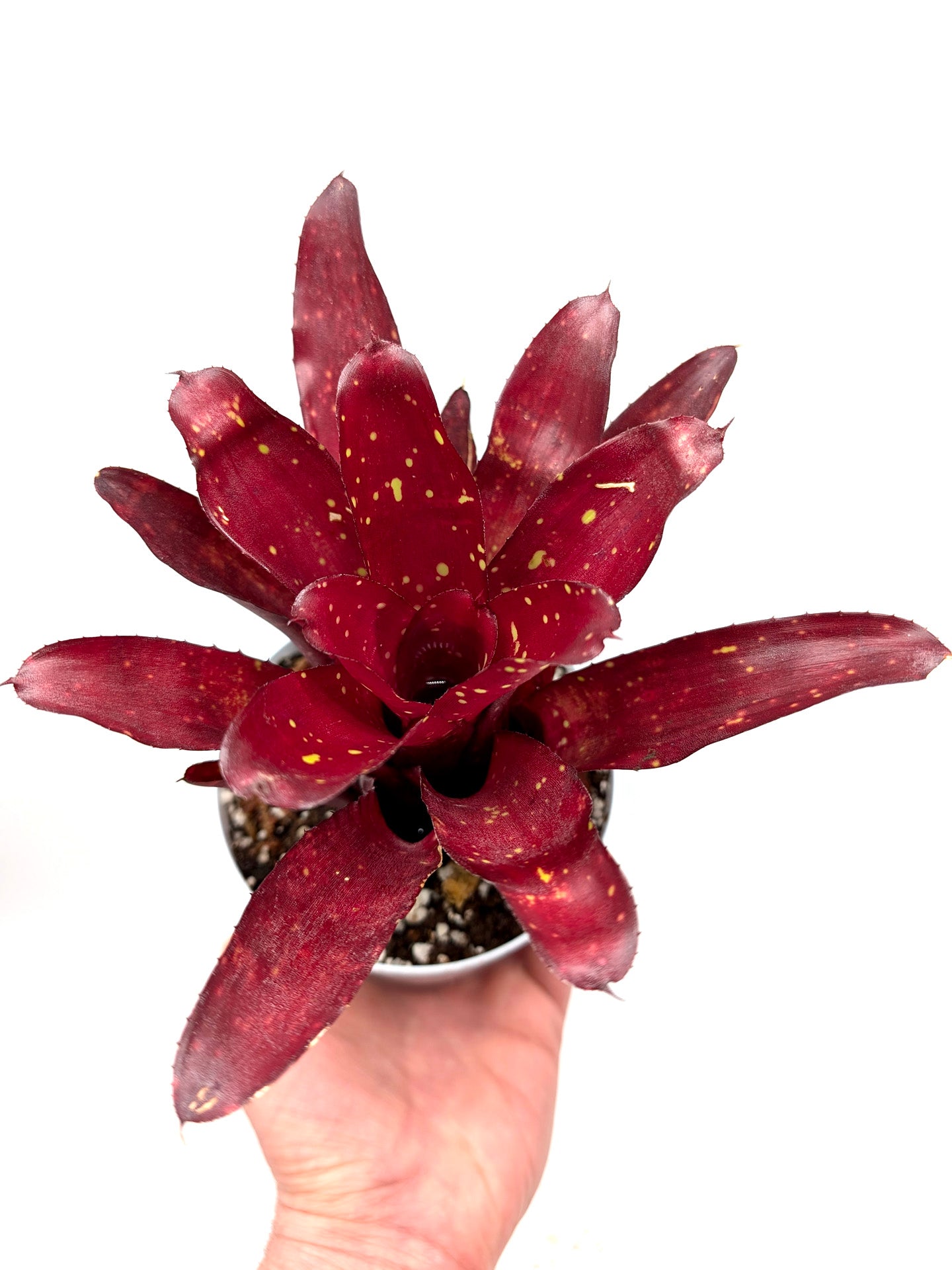 Neoregelia Hera Little Bright