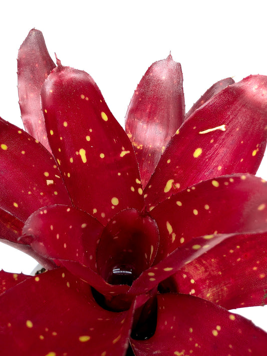 Neoregelia Hera Little Bright