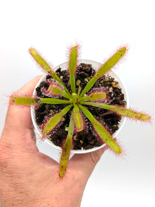 SEMI FRESCHI di DROSERA 'HERCULES'