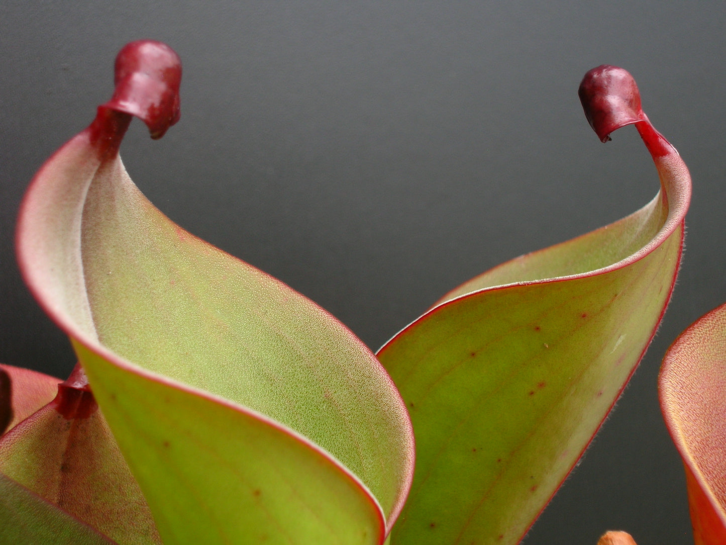 Heliamphora heterodoxa x ionasii