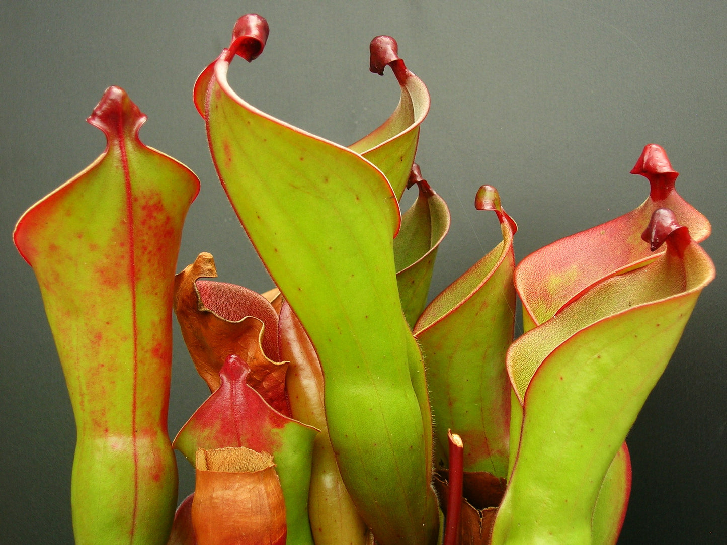 Heliamphora heterodoxa x ionasii