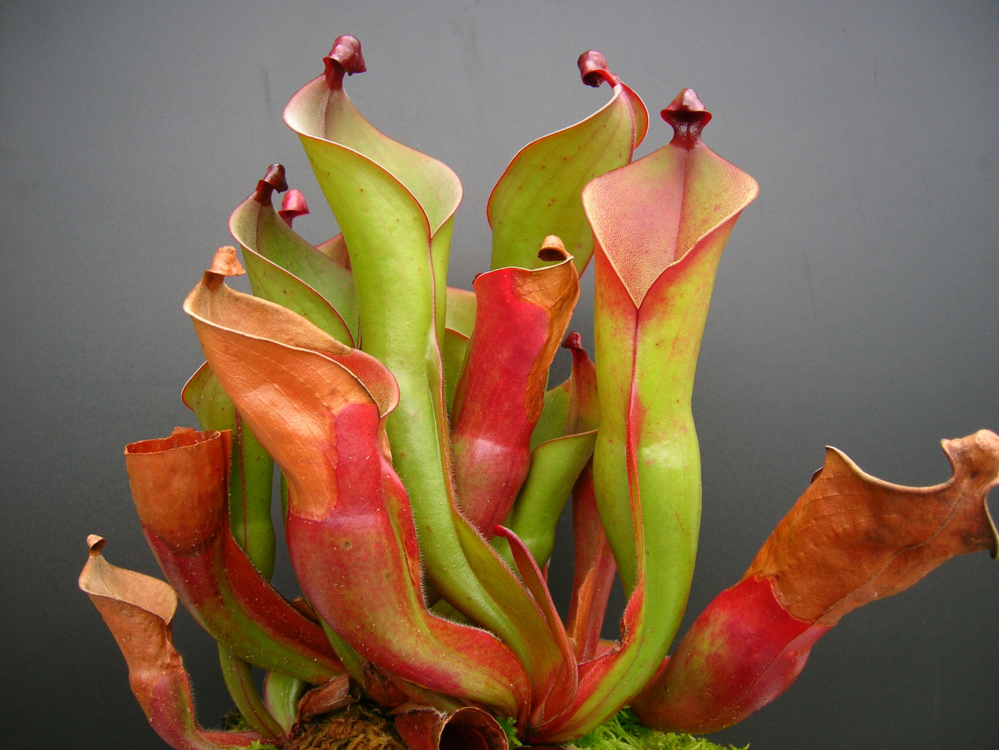 Heliamphora heterodoxa x ionasii