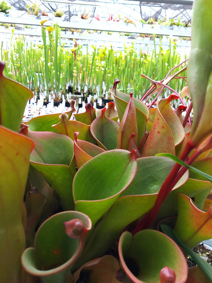Heliamphora heterodoxa x ionasi