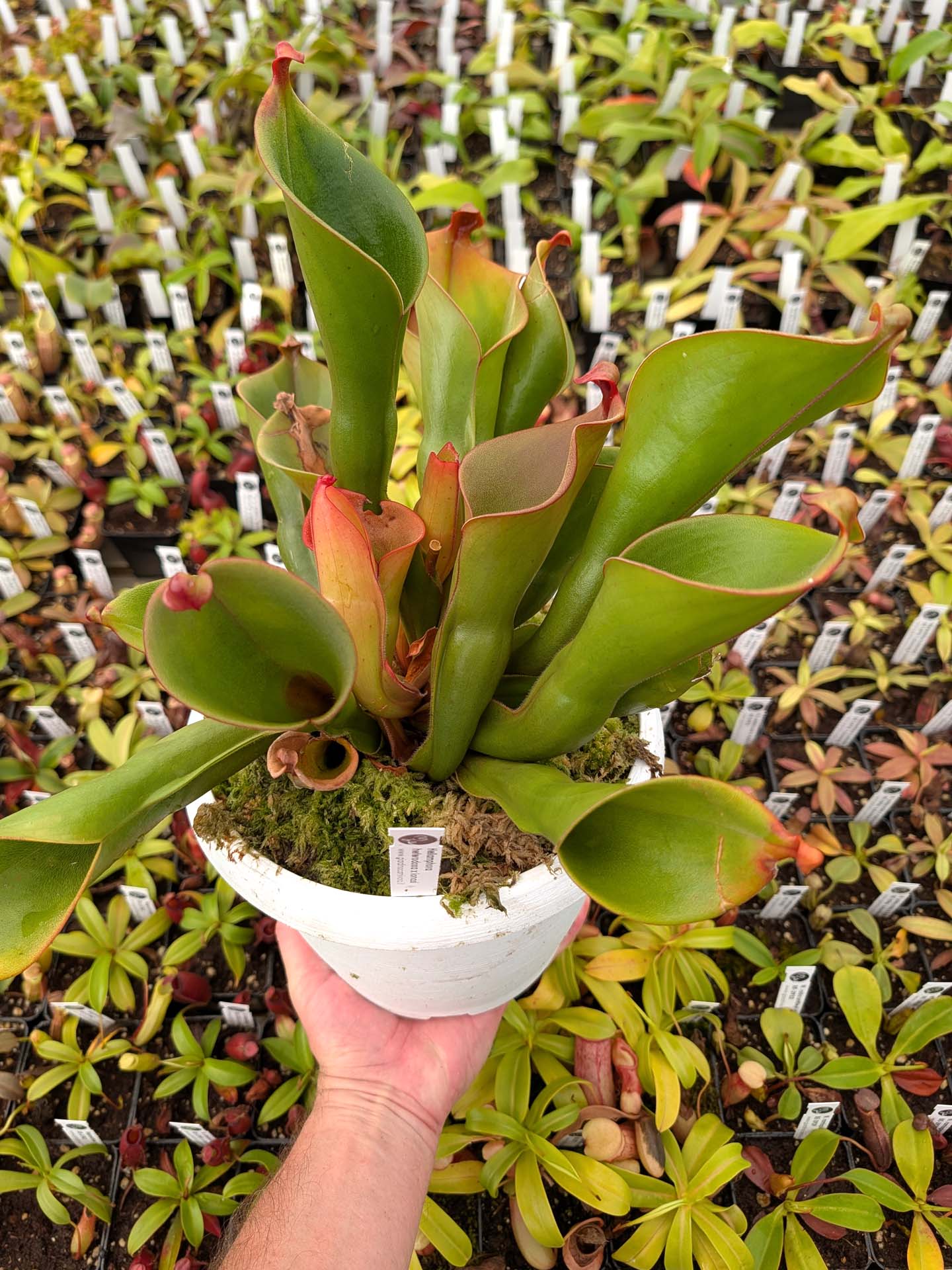 ASTA 6 : Heliamphora heterodoxa x ionasii XXL