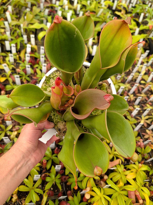 ASTA 6 : Heliamphora heterodoxa x ionasii XXL