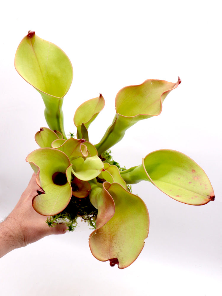 Heliamphora (heterodoxa x ionasi) x Exappendiculata Araopan