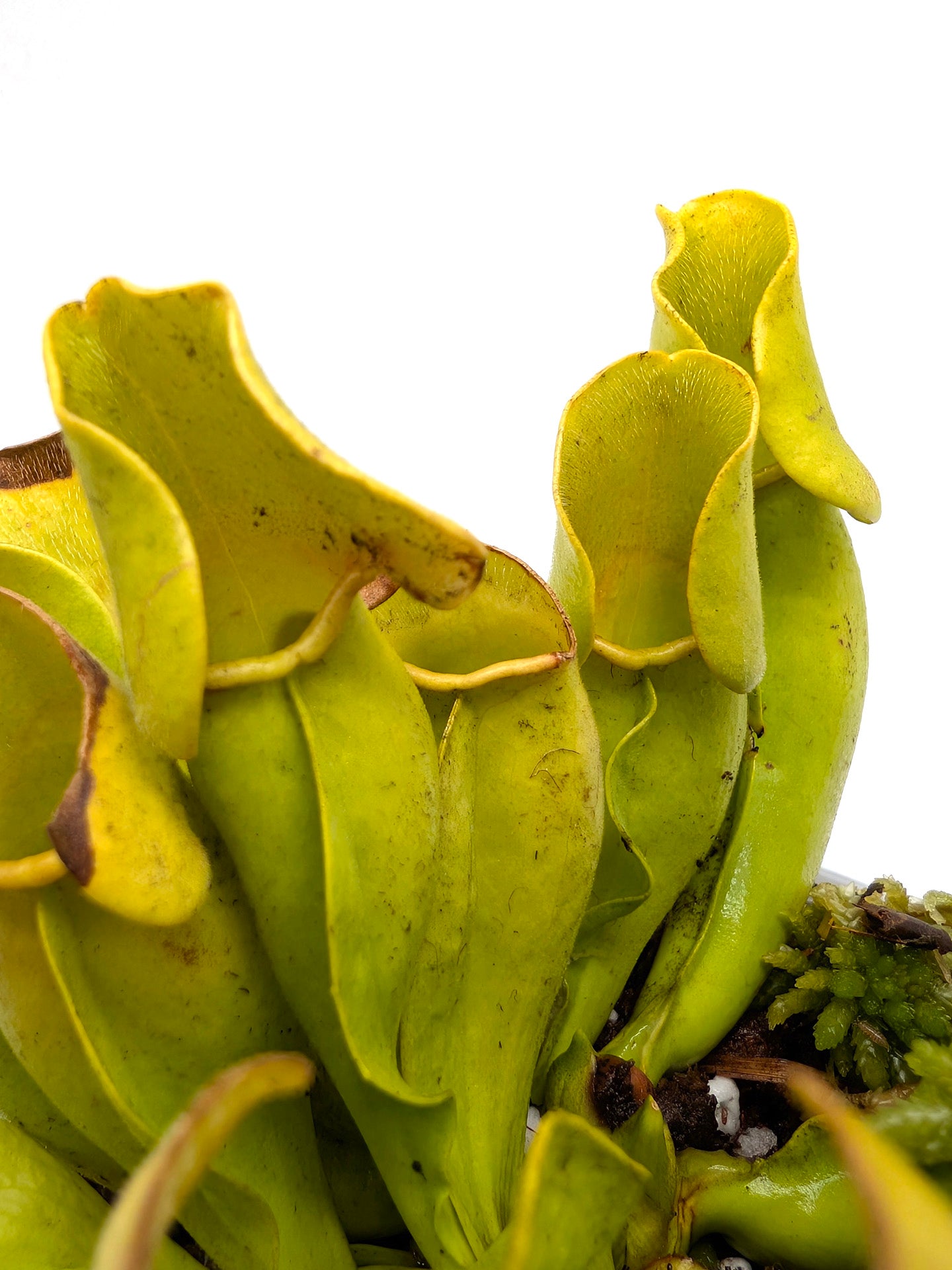 Sarracenia purpurea ssp. purpurea f. heterophylla  Wareham Forest, UK