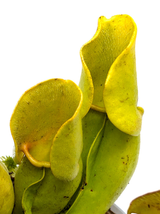 Sarracenia purpurea ssp. purpurea f. heterophylla  Wareham Forest, UK