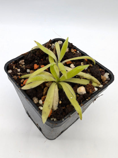 Pinguicula heterophylla x kondoi