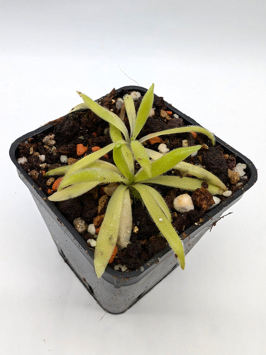Pinguicula heterophylla x kondoi