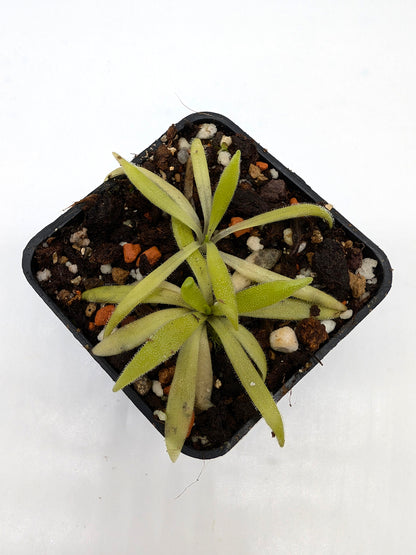 Pinguicula heterophylla x kondoi