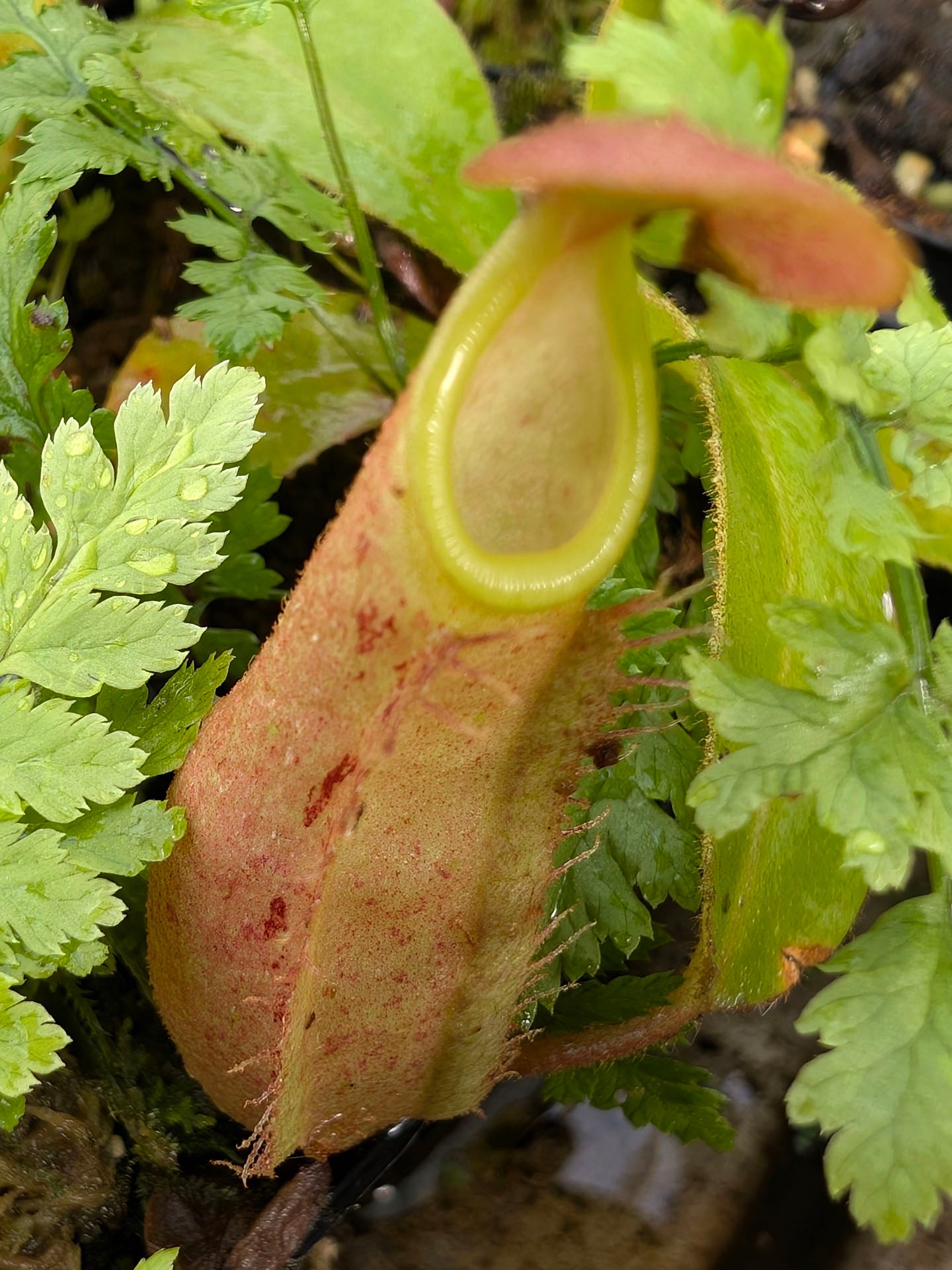 Nepenthes hirsuta Gunung Serapi, Sarawak, Borneo