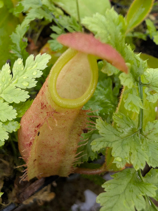 Nepenthes hirsuta Gunung Serapi, Sarawak, Borneo