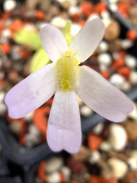 Pinguicula hirtiflora Devoll Valley, Moglice, Albania