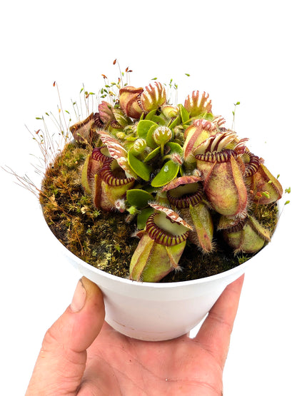 Cephalotus follicularis "Holland clone" Brown Form