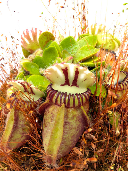 Cephalotus follicularis "Holland clone" Brown Form