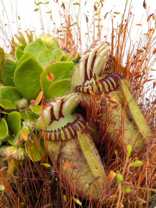 Cephalotus follicularis "Holland clone" Brown Form
