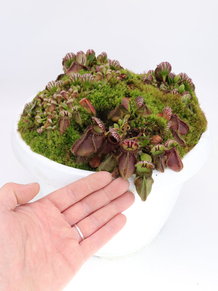 Cephalotus follicularis „Holland-Klon“
