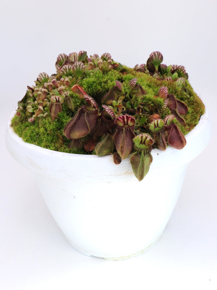 Cephalotus follicularis „Holland-Klon“