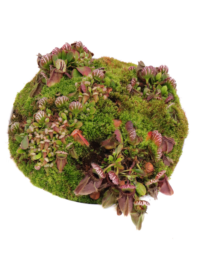 Cephalotus follicularis „Holland-Klon“