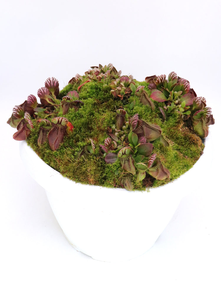 Cephalotus follicularis „Holland-Klon“