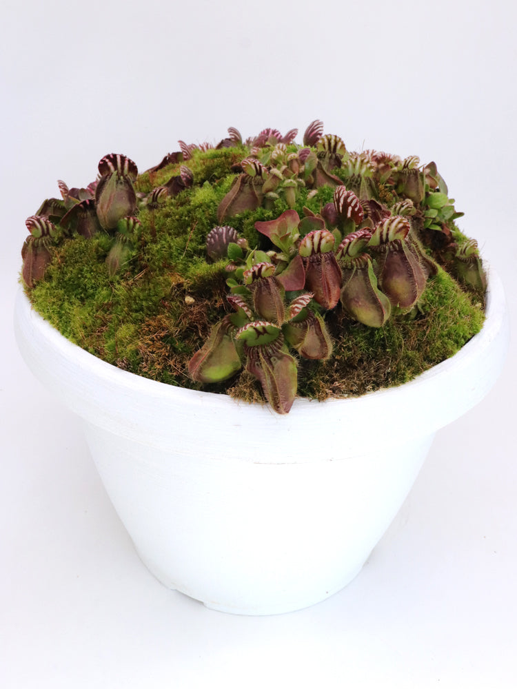 Cephalotus follicularis „Holland-Klon“