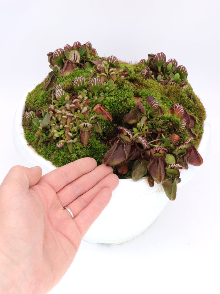 Cephalotus follicularis „Holland-Klon“