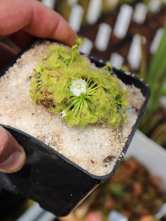 Drosera hookeri