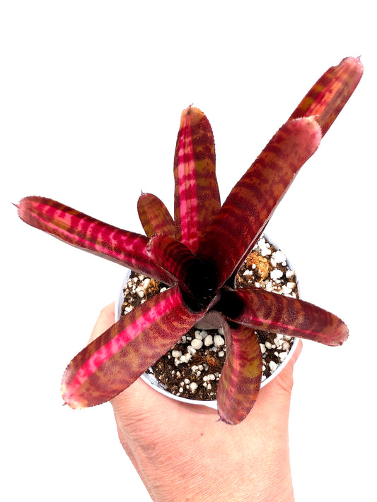 Neoregelia Hot Embers