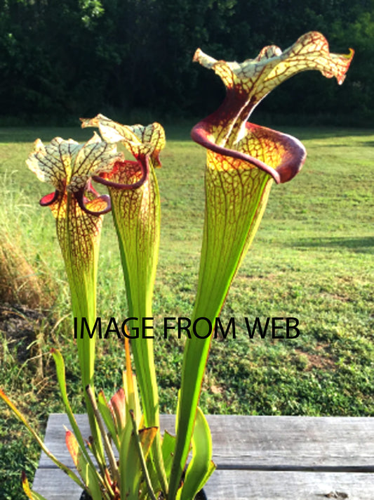Sarracenia 'Hot Lips'