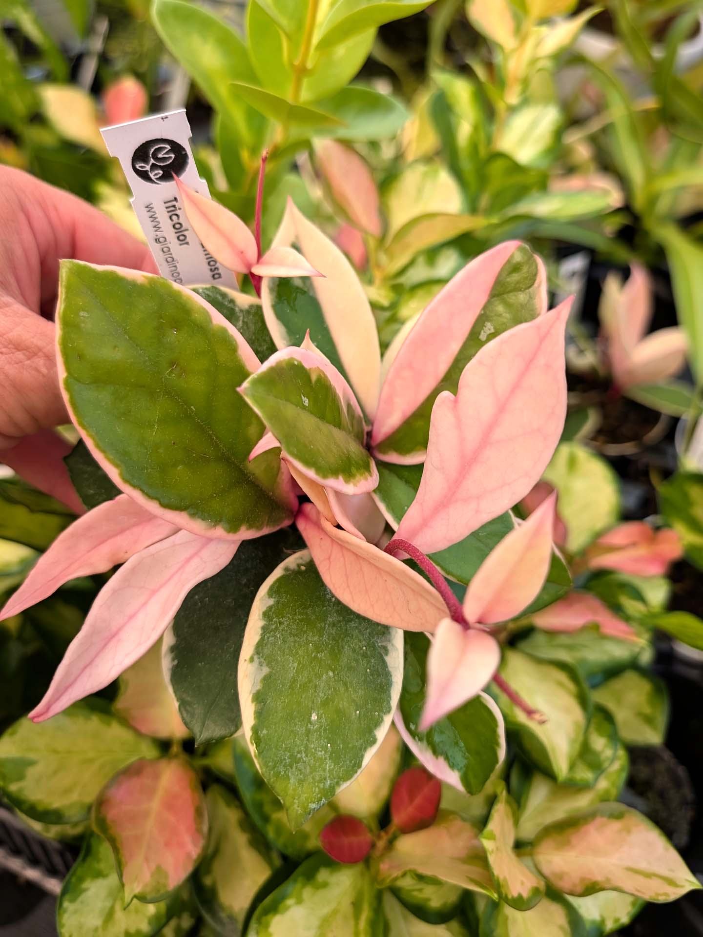 Hoya carnosa "Tricolor"