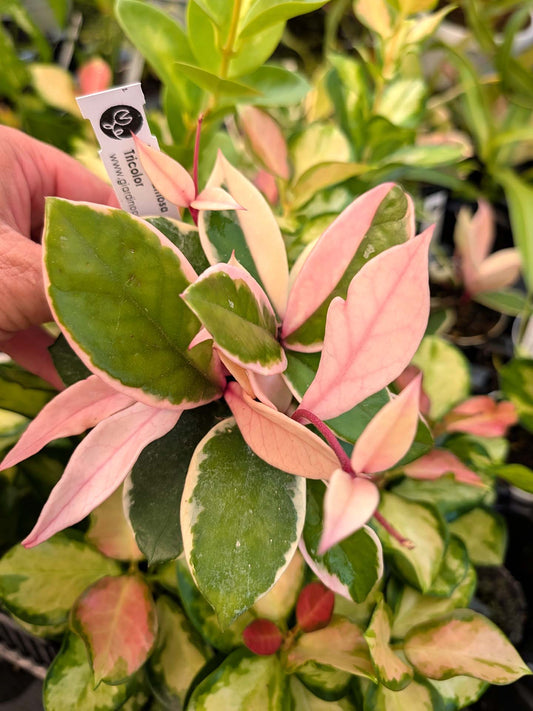 Hoya carnosa "Tricolor"