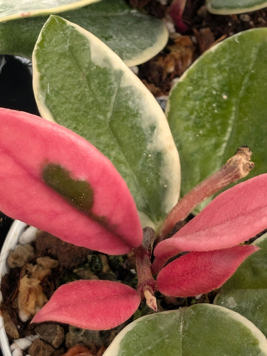Hoya carnosa "Tricolor"