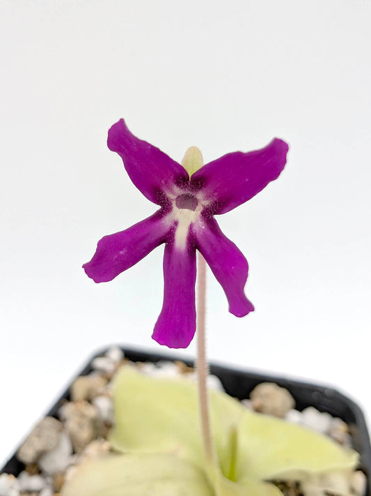 Pinguicula moranensis "Huahuapan x Cyclamen"