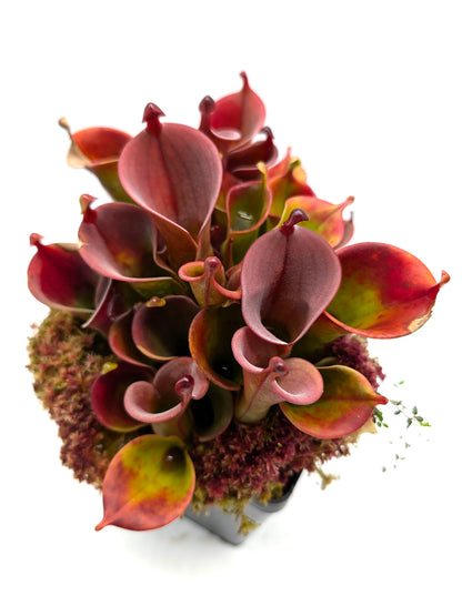 Heliamphora huberi Angasima Tepui x minor var. pilosa