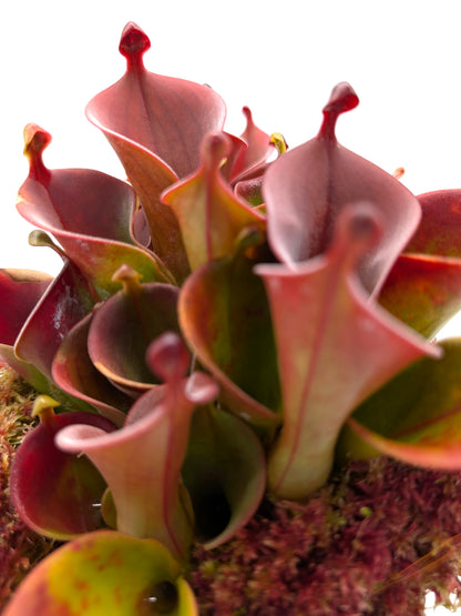 Heliamphora huberi Angasima Tepui x minor var. pilosa