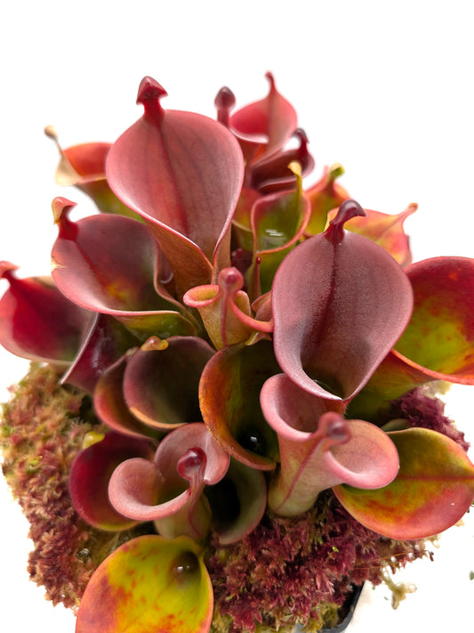 Heliamphora huberi Angasima Tepui x minor var. pilosa